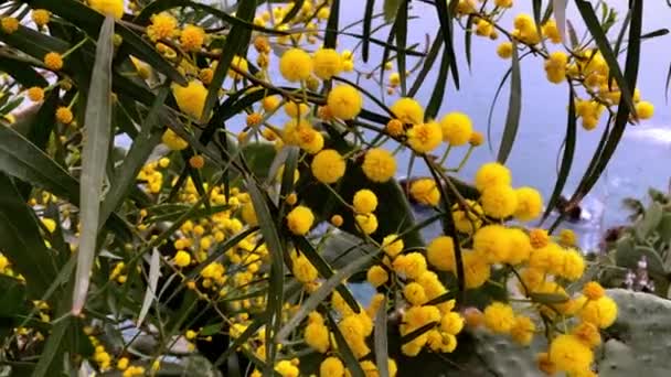 暖かいトルコ地方では早春に 青い海の岸に明るい黄色のミモザの花を咲かせます 高品質4K映像 — ストック動画