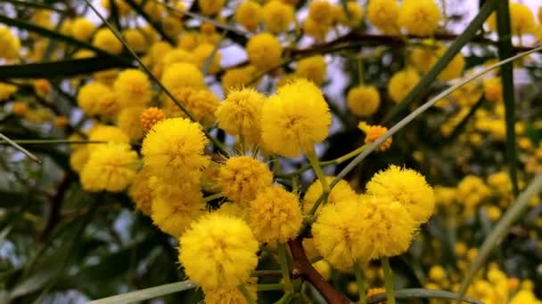 지방에서는 노란색 미모사 꽃들이 연안에서 피어나고 고품질 — 비디오