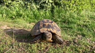 Kaplumbağa kaplumbağa yeşil çimlerin üzerinde yavaşça ilerliyor. Yavaşça yürüyor. Eski, nesli tükenmekte olan tropikal hayvanlara bakıyor. Yüksek kalite 4k görüntü