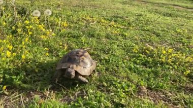 Kaplumbağa kaplumbağa yeşil çimlerin üzerinde yavaşça ilerliyor. Yavaşça yürüyor. Eski, nesli tükenmekte olan tropikal hayvanlara bakıyor. Yüksek kalite 4k görüntü