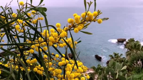 Las Cálidas Regiones Turcas Principios Primavera Florecen Flores Mimosa Color — Vídeo de stock