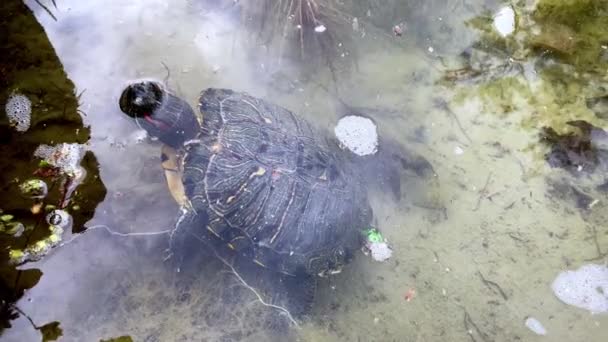 Kırmızı Kulaklı Kaplumbağa Gölde Yüzer Güneşin Tadını Çıkarır Yüksek Kalite — Stok video