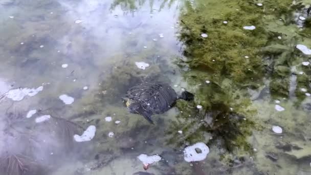 Tartaruga Orelhas Vermelhas Nada Uma Lagoa Banha Sol Imagens Alta — Vídeo de Stock