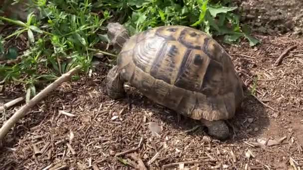 Kaplumbağa Kaplumbağa Yeşil Çimlerin Üzerinde Yavaşça Ilerliyor Yavaşça Yürüyor Eski — Stok video