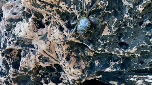 绿色的螃蟹在陡峭的墙壁上移动 克服了所有的不正常现象 高质量的4K镜头 — 图库视频影像
