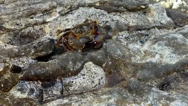 Tukang Batu Kepiting Hijau Bergerak Sepanjang Dinding Curam Mengatasi Semua — Stok Video