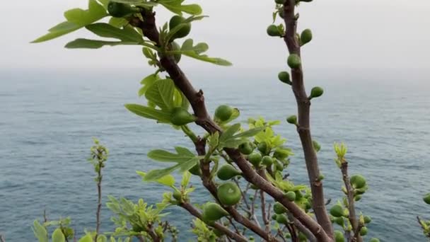 未成熟的绿色无花果生长在海滨 被温暖的咸风吹拂着 高质量的4K镜头 — 图库视频影像