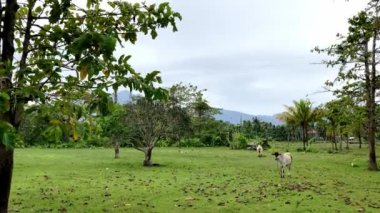 Bir inek, Asya Filipinleri 'ndeki dağların ve palmiye ağaçlarının arka planında yeşil bir çayırda otluyor. Yüksek kalite 4k görüntü