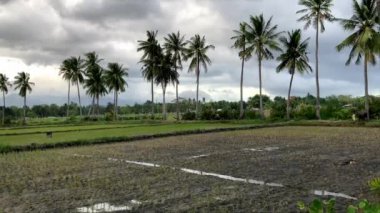 Palmiye ağaçlarıyla bölünmüş pirinç tarlaları dağların arka planında ve alçak bulutlarda Filipinler 'in Asya' sında bir kulübe bulunur. Yüksek kalite 4k görüntü