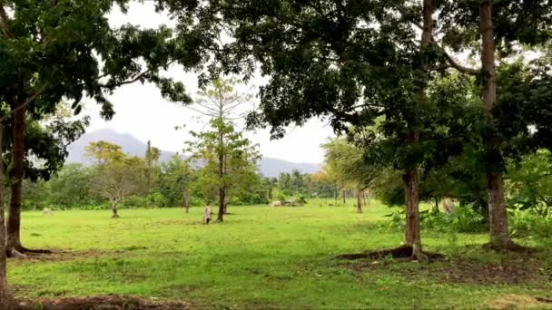 Cow Grazes Green Meadow Backdrop Mountains Palm Trees Asian Philippines — Stock Video