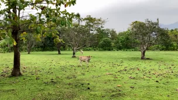 Krowa Wypasa Się Zielonej Łące Tle Gór Palm Azjatyckich Filipinach — Wideo stockowe