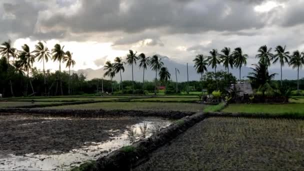 Rýžová Pole Rozdělená Palmami Pozadí Hor Nízkých Mraků Stojí Filipínách — Stock video