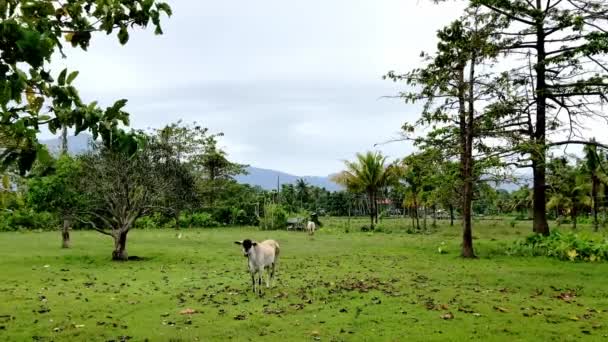 Kráva Pasoucí Zelené Louce Pozadí Hor Palem Asijských Filipínách Vysoce — Stock video