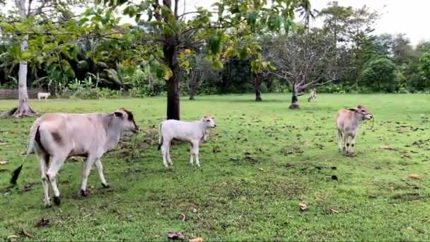 Krowa Wypasa Się Zielonej Łące Tle Gór Palm Azjatyckich Filipinach — Wideo stockowe