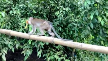 Şirin maymunlar yağmur ormanlarının arka planına karşı bambuya tırmanır ve lezzetli Filipinler Asya muzları yerler. Yüksek kalite 4k görüntü