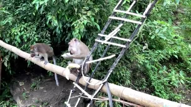 Monos Lindos Escalan Bambú Contra Telón Fondo Selva Tropical Comen — Vídeos de Stock