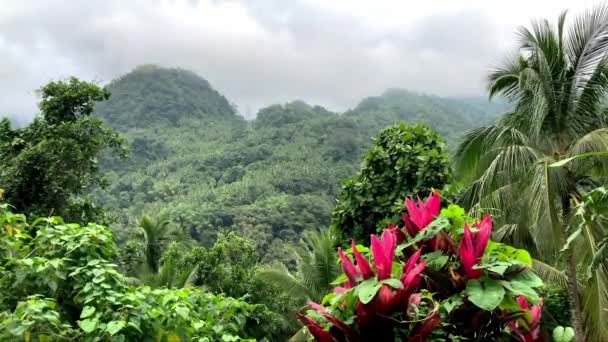 Tropiska Berg Täckta Med Låga Moln Palmer Och Tropiska Växter — Stockvideo