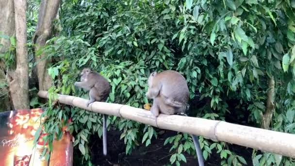 Macacos Bonitos Subir Bambu Contra Pano Fundo Floresta Tropical Comer — Vídeo de Stock