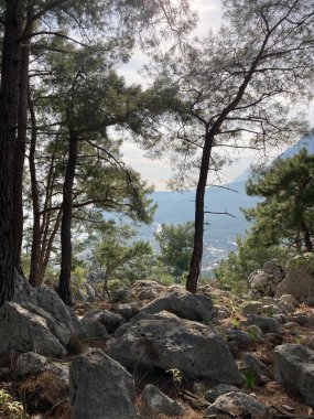 Üzerinde ağaçlar büyüyen uçurumun kenarı ve taştan vadi ve dağların manzarası. Yüksek kalite fotoğraf