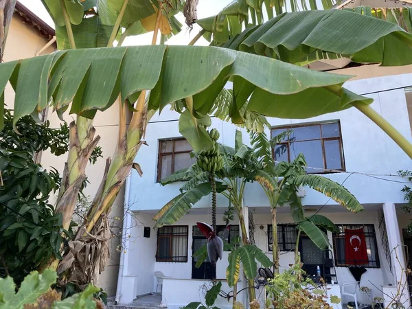 Türkiye 'de bir evin yakınında küçük muzların yetiştiği bir muz ağacı. Yüksek kalite fotoğraf