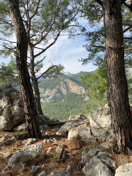 Üzerinde Ağaçlar Büyüyen Uçurumun Kenarı Taştan Vadi Dağların Manzarası Yüksek — Stok fotoğraf