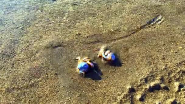 Ένα Μικρό Στρογγυλό Καβούρι Σκάβει Στην Άμμο Στη Θέα Του — Αρχείο Βίντεο