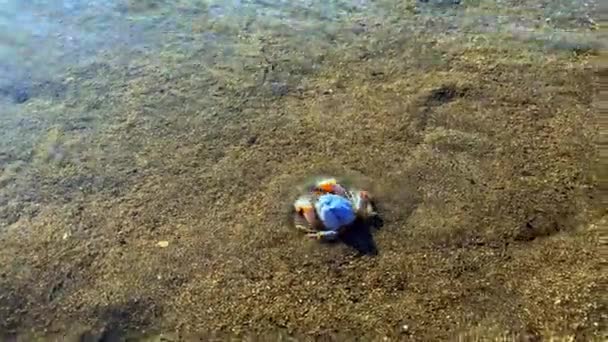 Pequeno Caranguejo Redondo Toca Areia Vista Perigo Modo Que Não — Vídeo de Stock