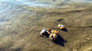 Küçük yuvarlak bir yengeç tehlike göründüğünde kuma yuva yapar, böylece yenmez. Yüksek kalite 4k görüntü