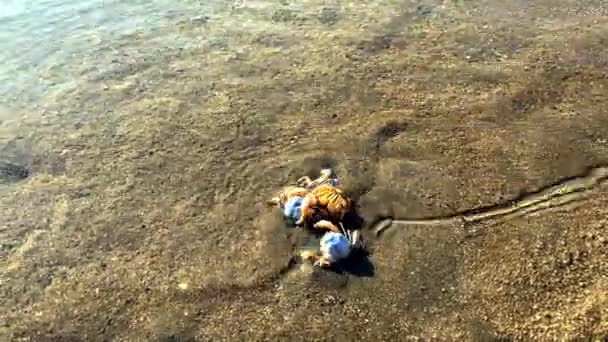 Ένα Μικρό Στρογγυλό Καβούρι Σκάβει Στην Άμμο Στη Θέα Του — Αρχείο Βίντεο
