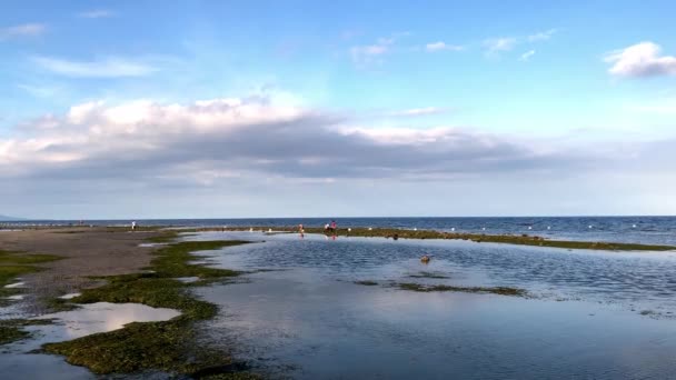 Con Bassa Marea Gente Raccoglie Alghe Molluschi Artropodi Granchi Corrono — Video Stock