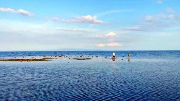 Low Tide People Collect Algae Mollusks Arthropods Crabs Run Shallows — Stock Video