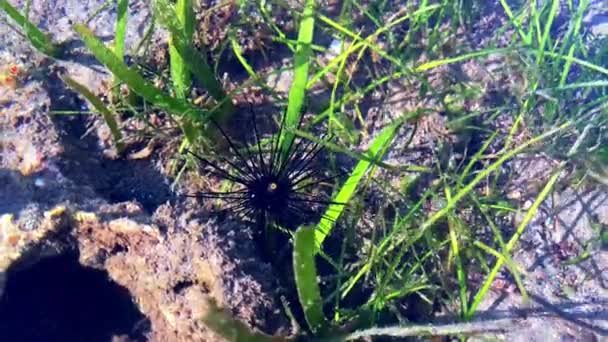 一只黑海胆坐在岩石上 在海底扭动针头 高质量的4K镜头 — 图库视频影像