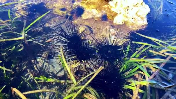 Oursin Noir Agite Des Aiguilles Fond Océan Alors Est Assis — Video