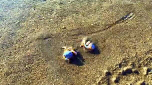 Piccolo Granchio Rotondo Scava Nella Sabbia Alla Vista Del Pericolo — Video Stock