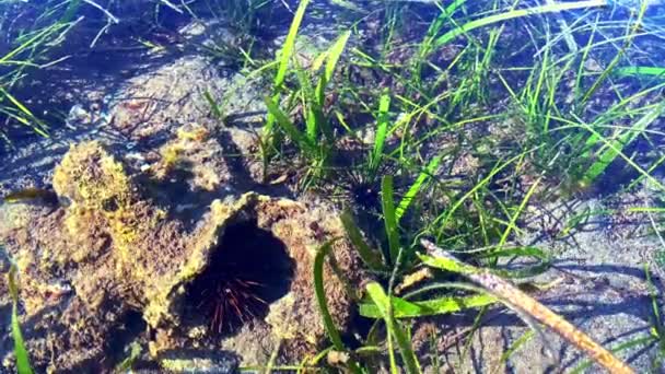 Oursin Noir Agite Des Aiguilles Fond Océan Alors Est Assis — Video