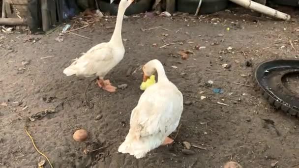 Une Oie Blanche Dans Poulailler Protège Ses Petits Oisons Jaunes — Video