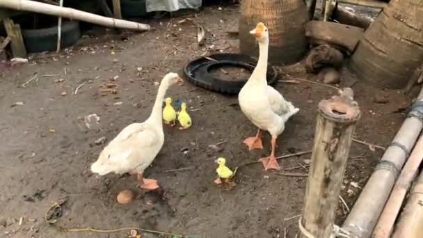 White Goose Chicken Coop Protects Its Little Yellow Goslings Rushes — Stock Video