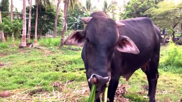 Filipinler Tropikal Asya Palmiye Ağaçları Deniz Sığırlarıyla Çevrili Bir Inek — Stok video