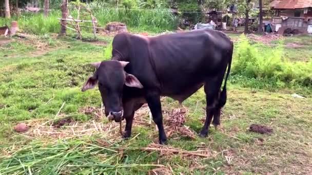 Корова Пасеться Тропічній Азії Філіппінах Оточена Пальмами Морською Худобою Високоякісні — стокове відео
