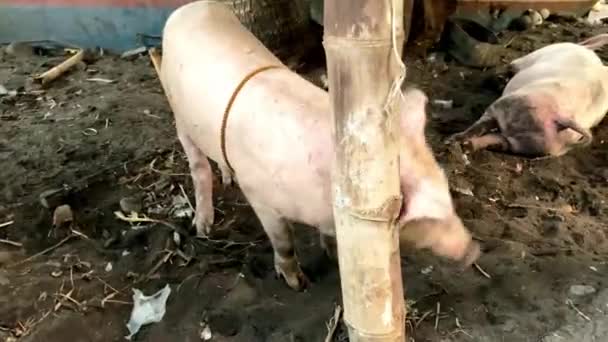 若いピンクの豚 有機動物飼育 竹の囲いに住んでいます 天然物に供給 アジア フィリピン 高品質4K映像 — ストック動画
