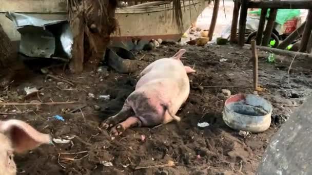 Cerdo Rosado Joven Ganadería Orgánica Vive Recinto Bambú Alimenta Productos — Vídeo de stock