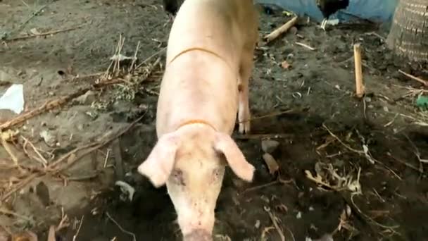 Cerdo Rosado Joven Ganadería Orgánica Vive Recinto Bambú Alimenta Productos — Vídeo de stock