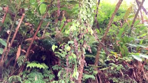 Тропічне Зелене Дерево Розкидає Корону Широкими Гілками Листям Переплетений Ліанами — стокове відео
