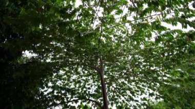 Tropik ılık yağmur ormana düşüyor ıslak palmiye ağaçları hindistan cevizi papaya tropik egzotik meyveler bambu. Yüksek kalite 4k görüntü