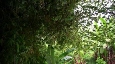 Tropik ılık yağmur ormana düşüyor ıslak palmiye ağaçları hindistan cevizi papaya tropik egzotik meyveler bambu. Yüksek kalite 4k görüntü
