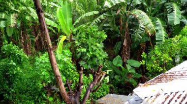 Tropik ılık yağmur ormana düşüyor ıslak palmiye ağaçları hindistan cevizi papaya tropik egzotik meyveler bambu. Yüksek kalite 4k görüntü