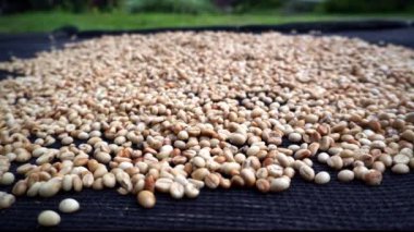 Kavrulmuş yeşil kahve çekirdekleri güneşte kurutuluyor, dağlarda işçiler tarafından hasat ediliyor. Yüksek kalite 4k görüntü