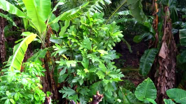 Lluvia Tropical Cálida Cae Selva Palmeras Húmedas Cocos Papaya Frutas — Vídeo de stock