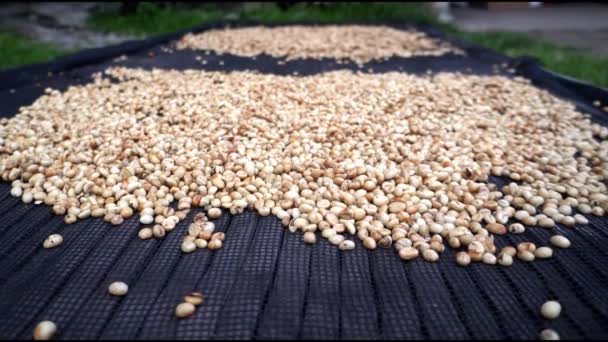 太陽の下で乾燥した緑色のコーヒー豆は 労働者が手作業で山に収穫した大きな収穫です 高品質の4K映像 — ストック動画