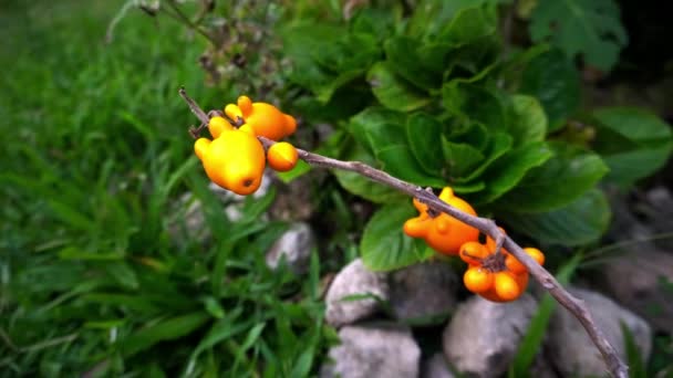 Solanum Mammosum Fox Face Fancy Eggplant Nipple Fruit Titty Fruit — Stock Video